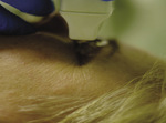 Small ryc 2 1 opt