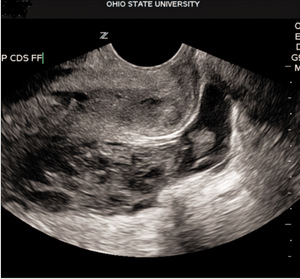 Small keder ryc2 opt