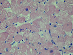 Small obraz115014 opt