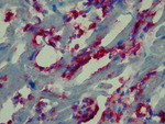 Small obraz114921 opt