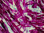 Small obraz114951 opt