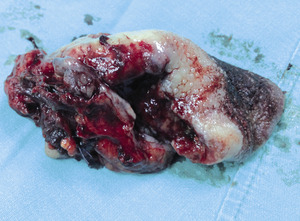 Small 03 zdj%c3%aacie opt