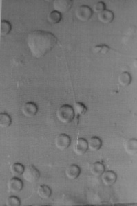 Small image010 opt