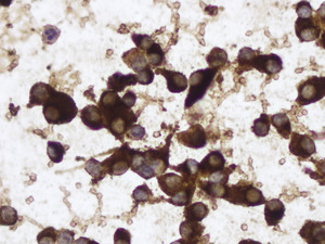 Small ryc.3 opt