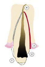 Small rycina 1 opt