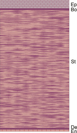 Small ryc 1 opt