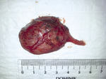 Small ryc 5 opt