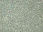 Small dscn2039 opt