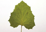 Small 3 lisc podbialu opt