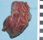 Small ryc 2 1 opt