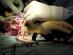 Small img 1486 opt
