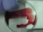 Small ryc 5 opt