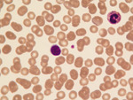 Small niewiadomska ryc3 opt