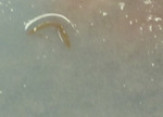 Small rycina 7 opt